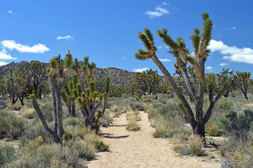 What to see in Mojave National Preserve, California. Itinerary and tips